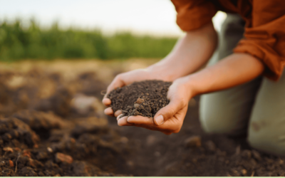 Why Tricorderma and Mycorrhizas is important 1 The Super Soil Organic Farming.