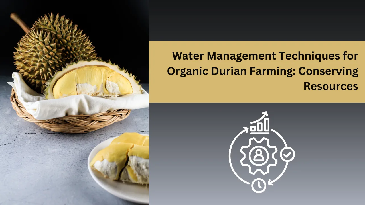 Water-Management-Techniques-for-Organic-Durian-Farming-Conserving-Resources img-27